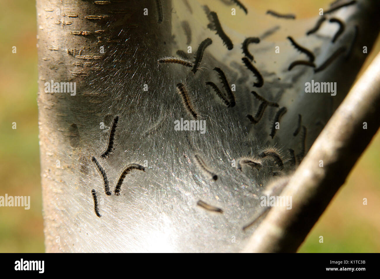 Tent caterpillars with nest on tree Stock Photo Alamy
