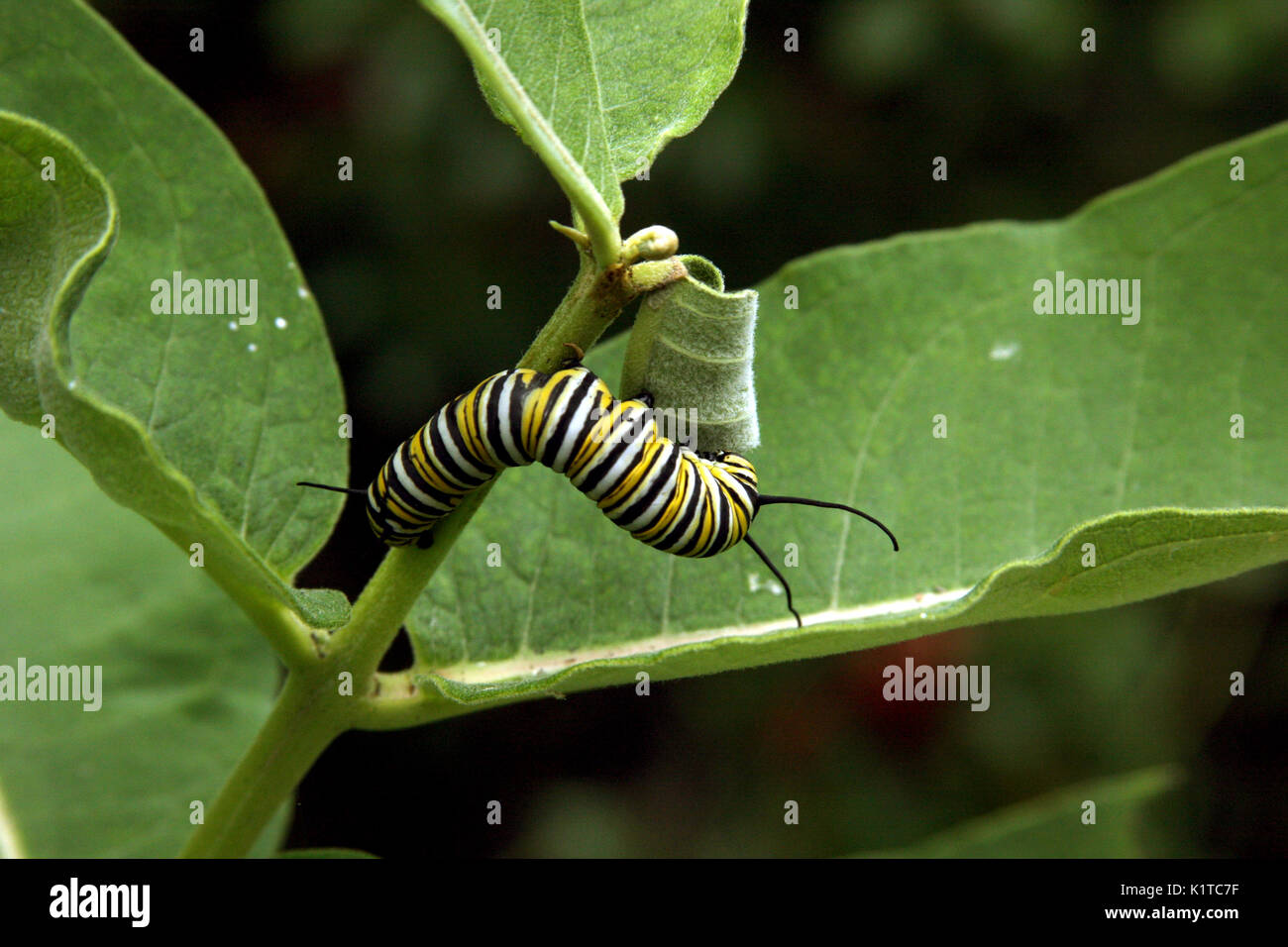 Monarch butterfly caterpillar on leaf Stock Photo - Alamy