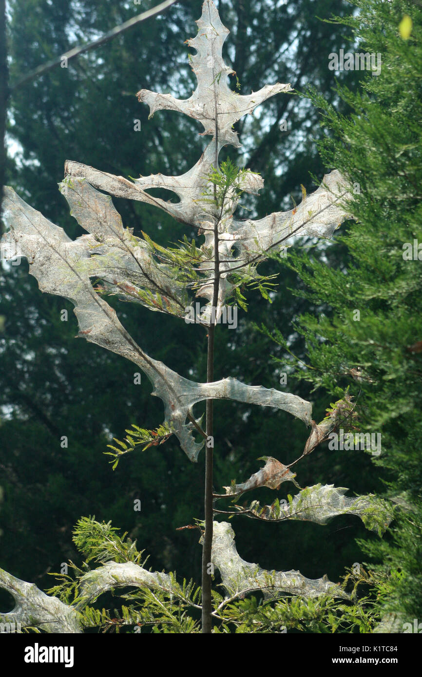 Fall webworm nests in tree Stock Photo