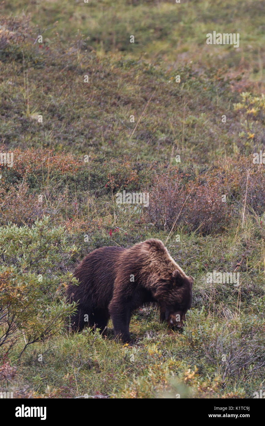 Closeup of Grizzly bear roaming and eating in Alaska Stock Photo