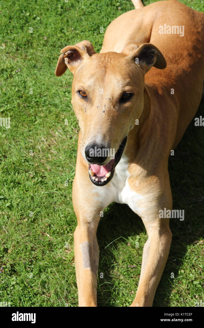 a cross-breed lurcher dog Stock Photo 