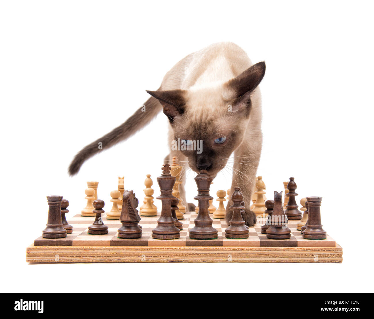 Front view of a young Siamese cat inspecting the Queen on a chessboard, isolated on white Stock Photo