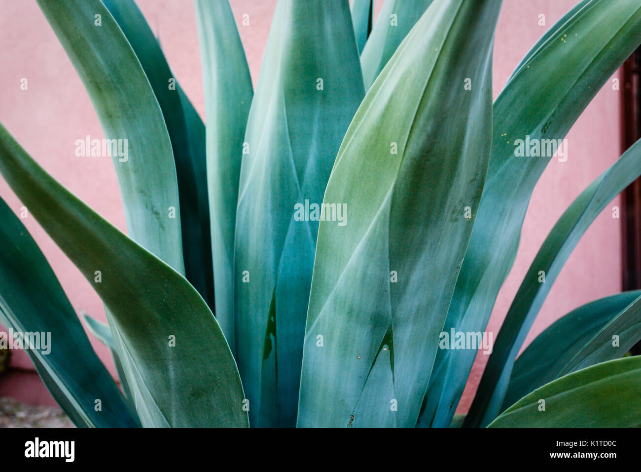 Detail close up of blue-green agave plant with smooth leaves and only thorns on tip Stock Photo