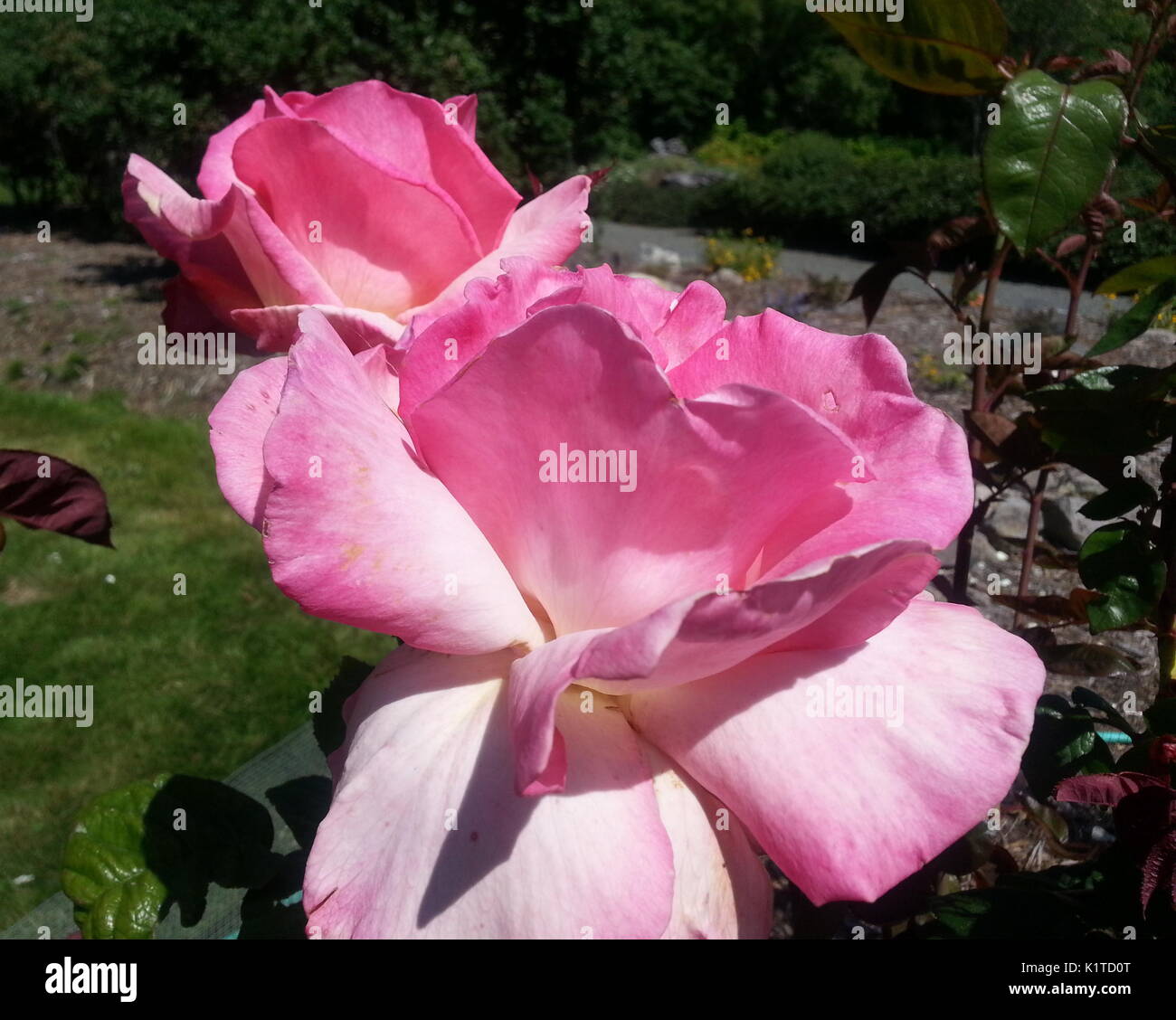 Pink Promise Rose High Resolution Stock Photography And Images Alamy