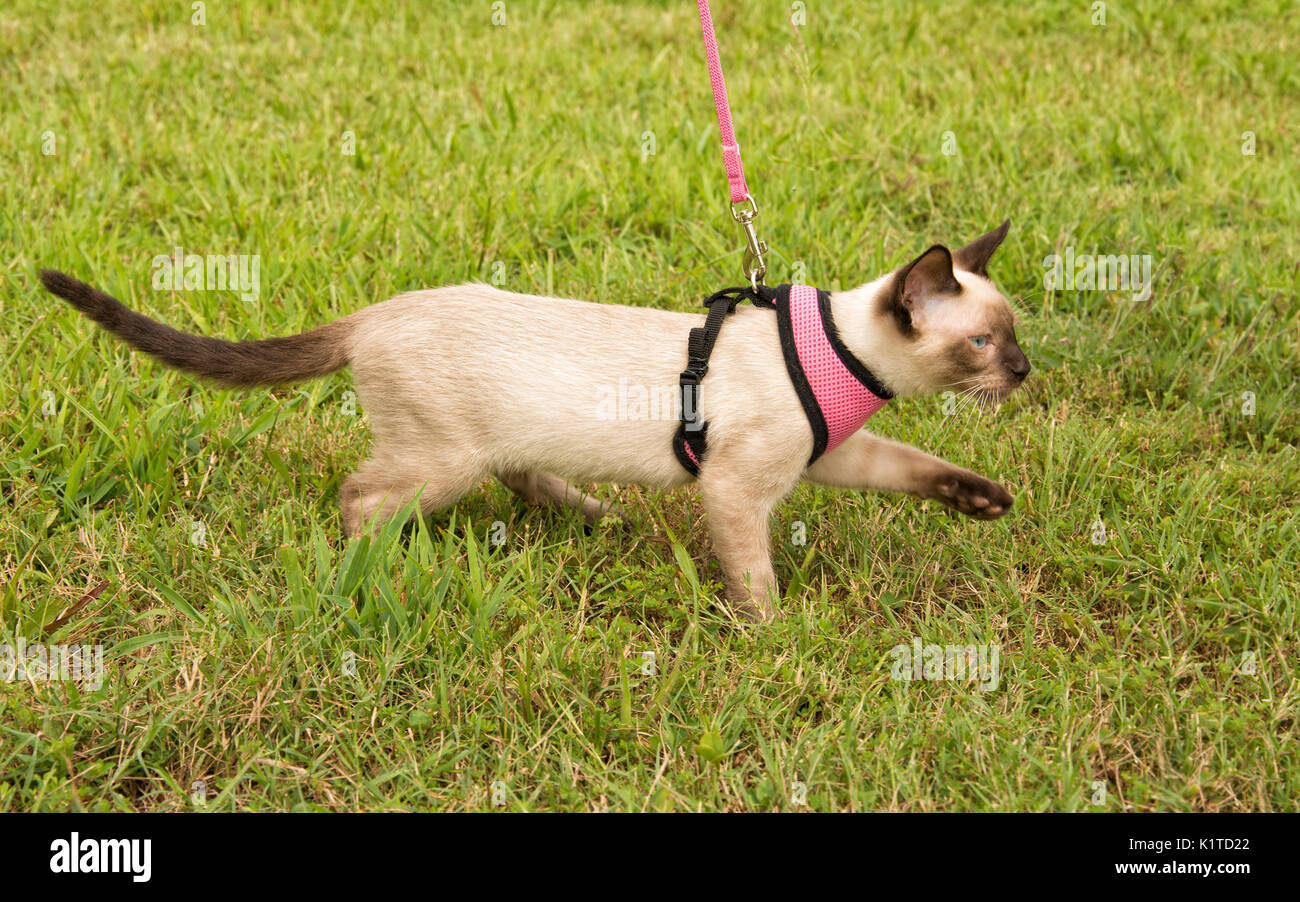 Side view of a cute Siamese kitten wearing a harness, walking in grass on leash Stock Photo