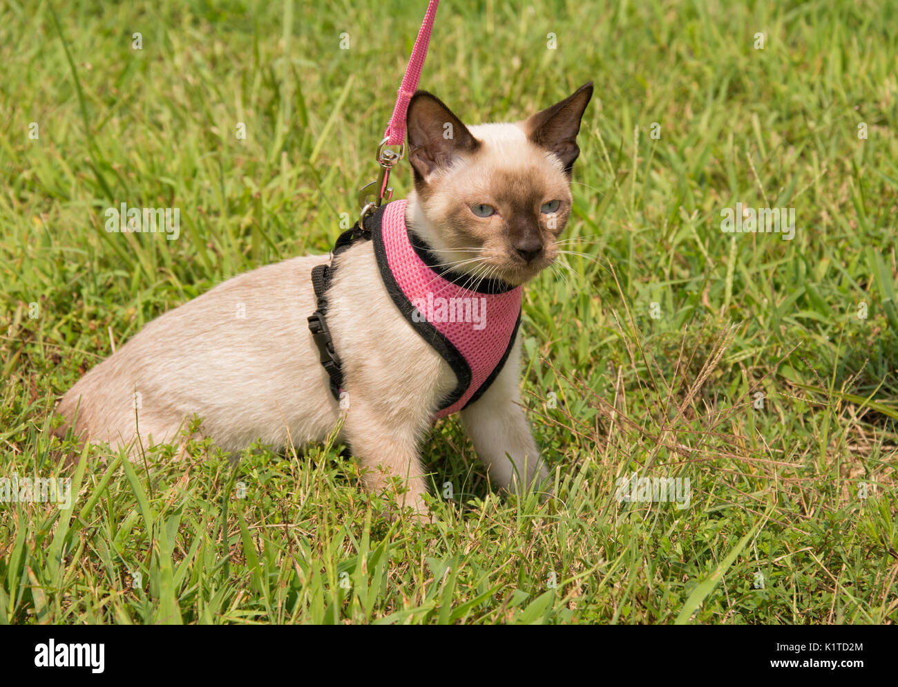 Siamese kitten in a leash on green grass Stock Photo