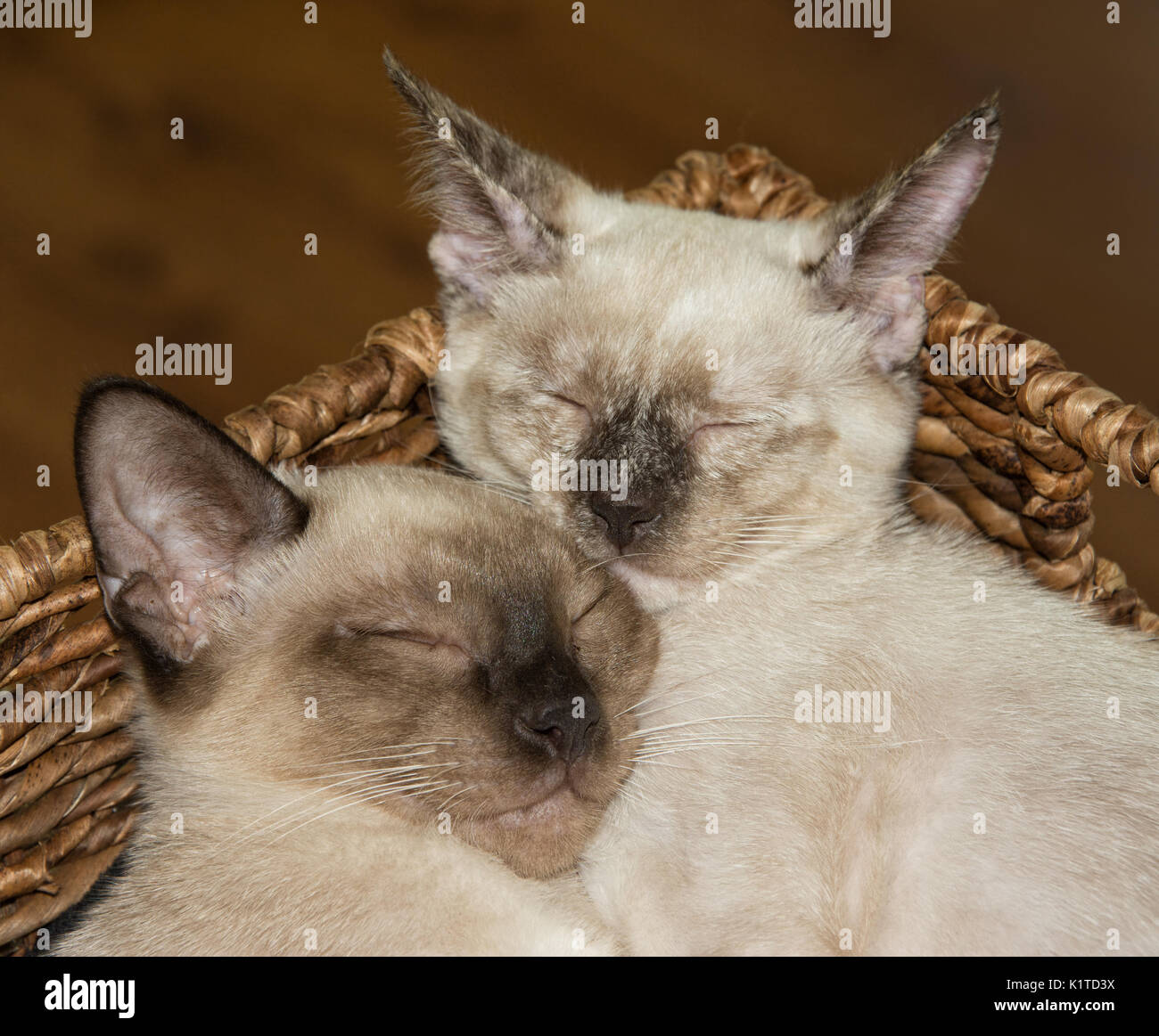 Closeup of two Siamese kittens snuggling up, asleep, in a brown basket Stock Photo