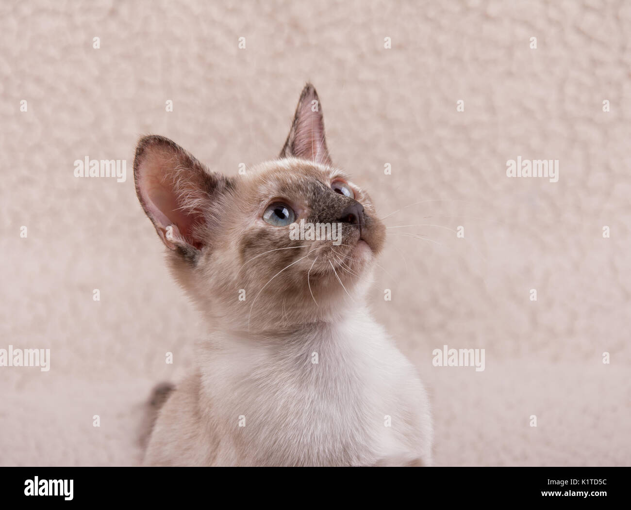 Adorable tortie point Siamese kitten, looking up to the right of the viewer Stock Photo