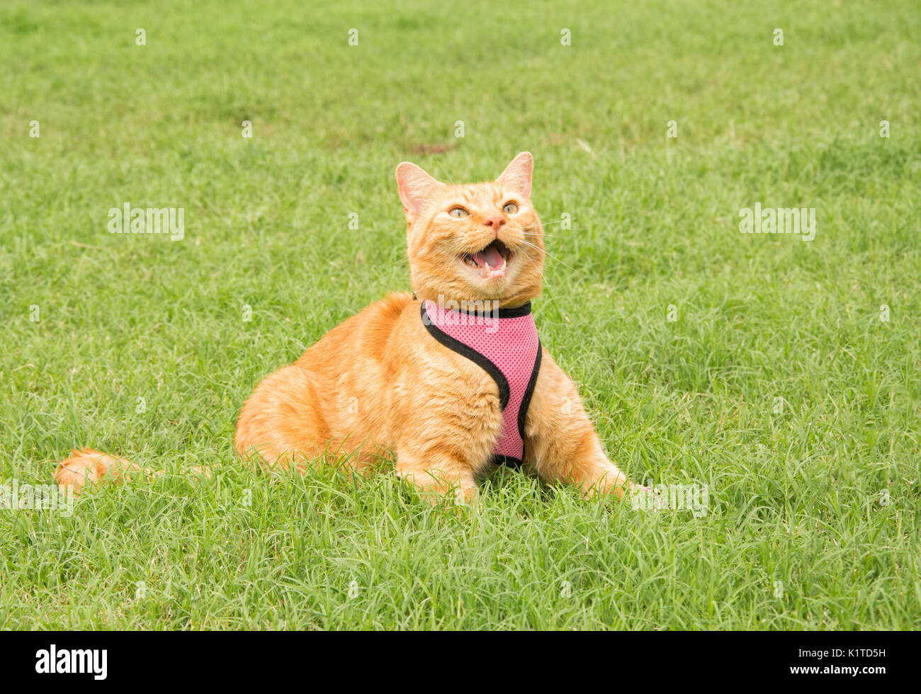 Handsome ginger tabby cat in a pink harness on green summer grass ...
