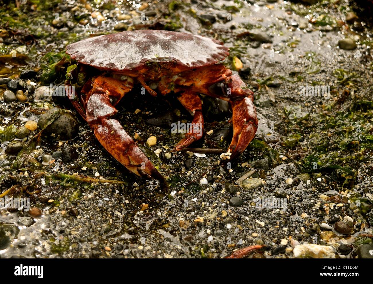 Hard Shell Crab High Resolution Stock Photography and Images Alamy