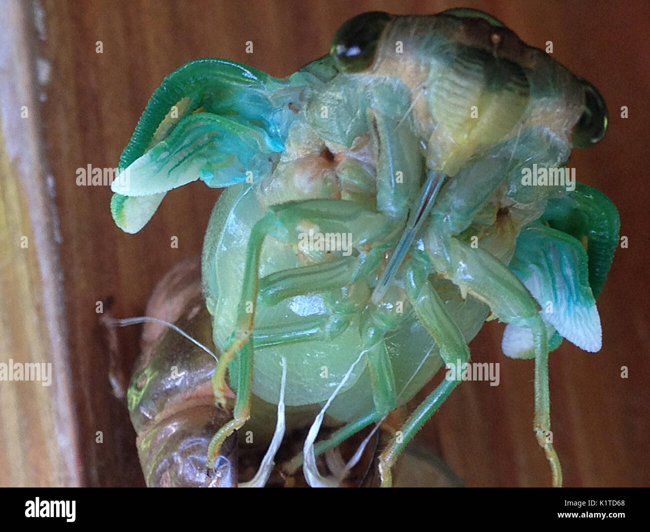 Cicada Metamorphosis Hi res Stock Photography And Images Alamy