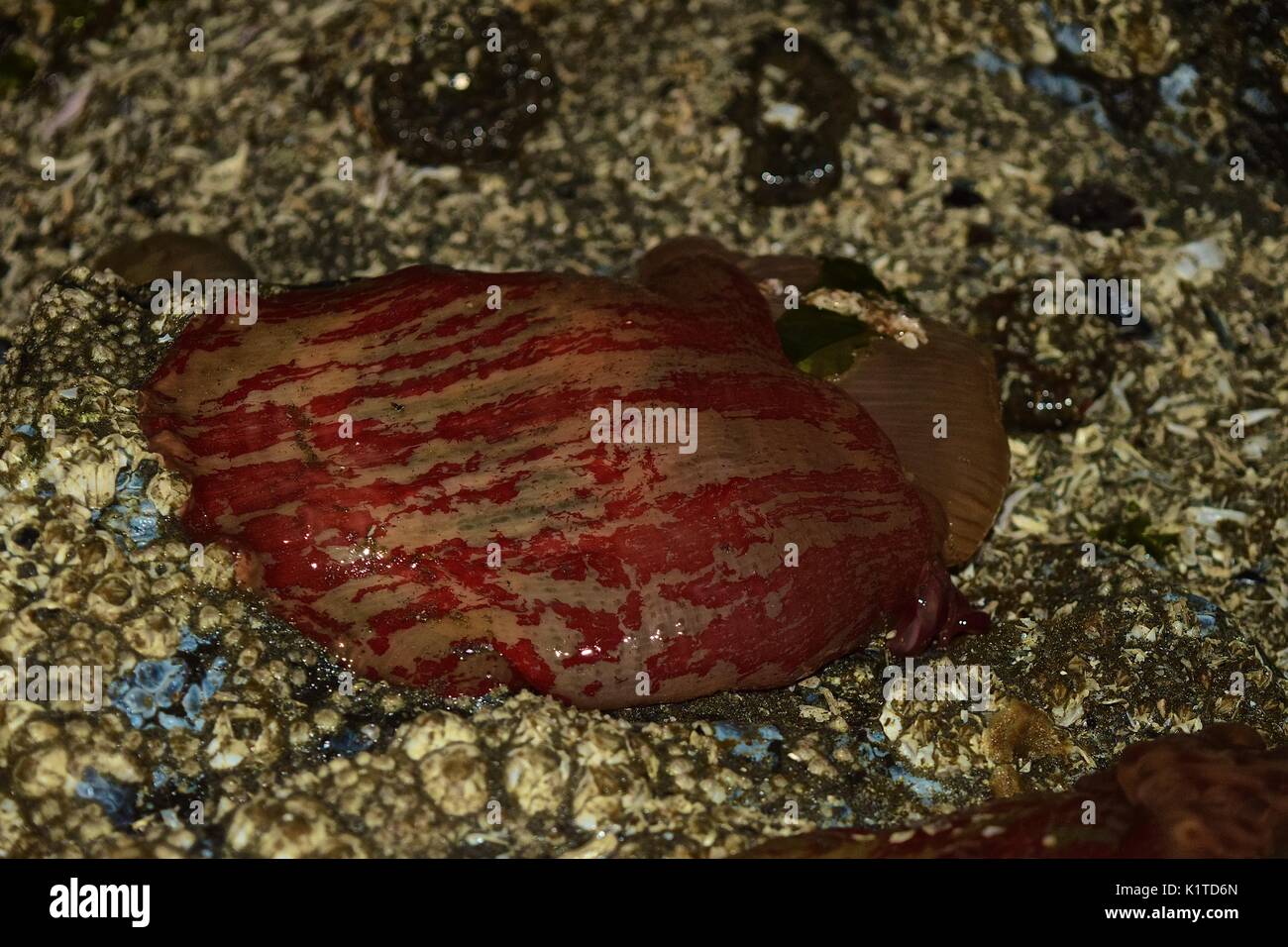 Low Tide On Puget Sound In Washington State Reveals Many Sea