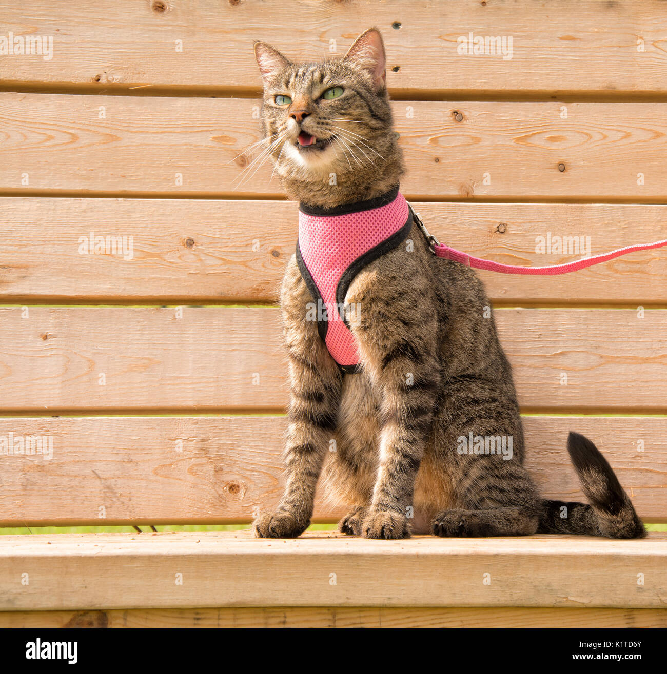 Seat harness hi-res stock photography and images - Alamy