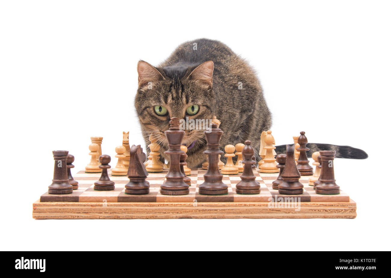 Brown tabby cat looking across chess board, crefully contemplating her next move, isolated on white Stock Photo