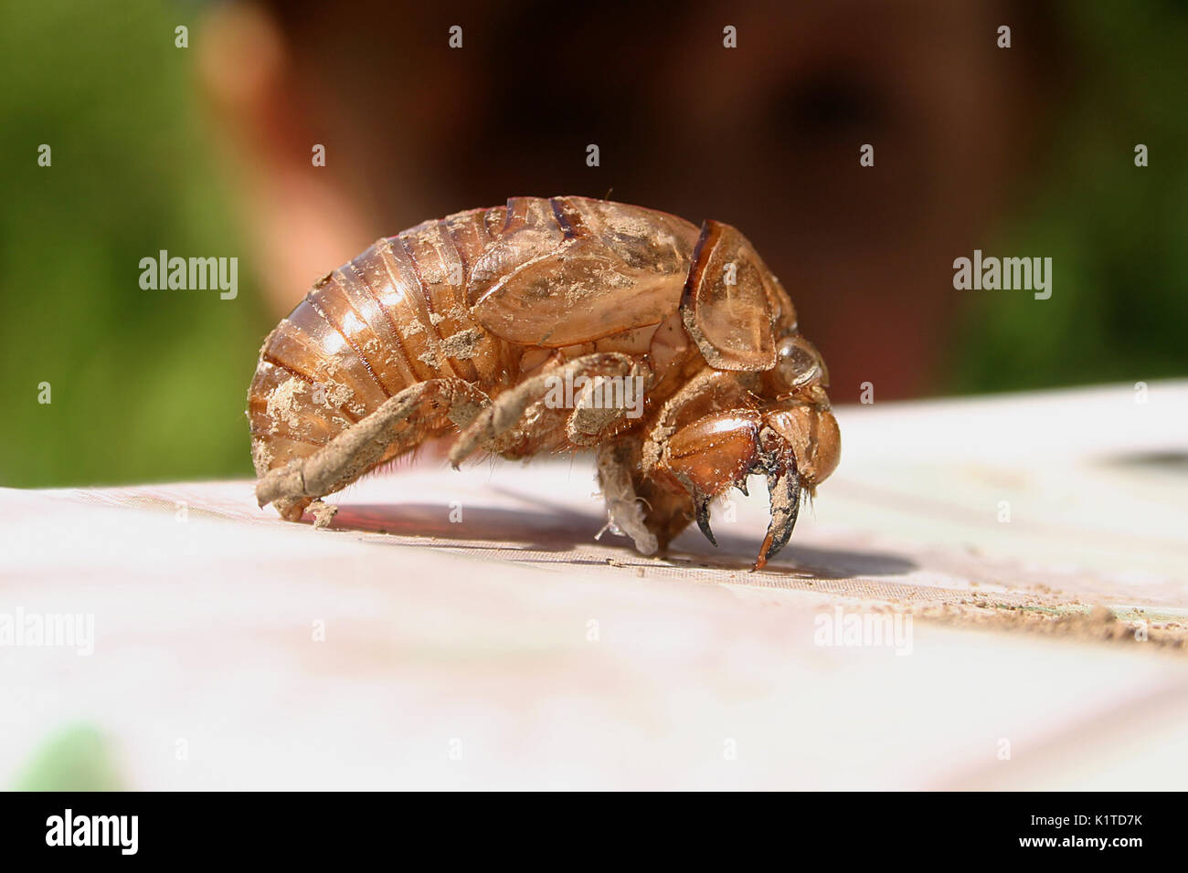 Empty cicada shell after molting Stock Photo