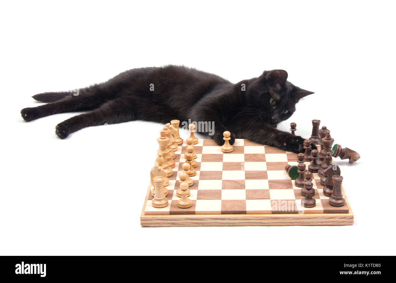 Black cat lying next to a chessboard, knocking down a knight, on white background Stock Photo