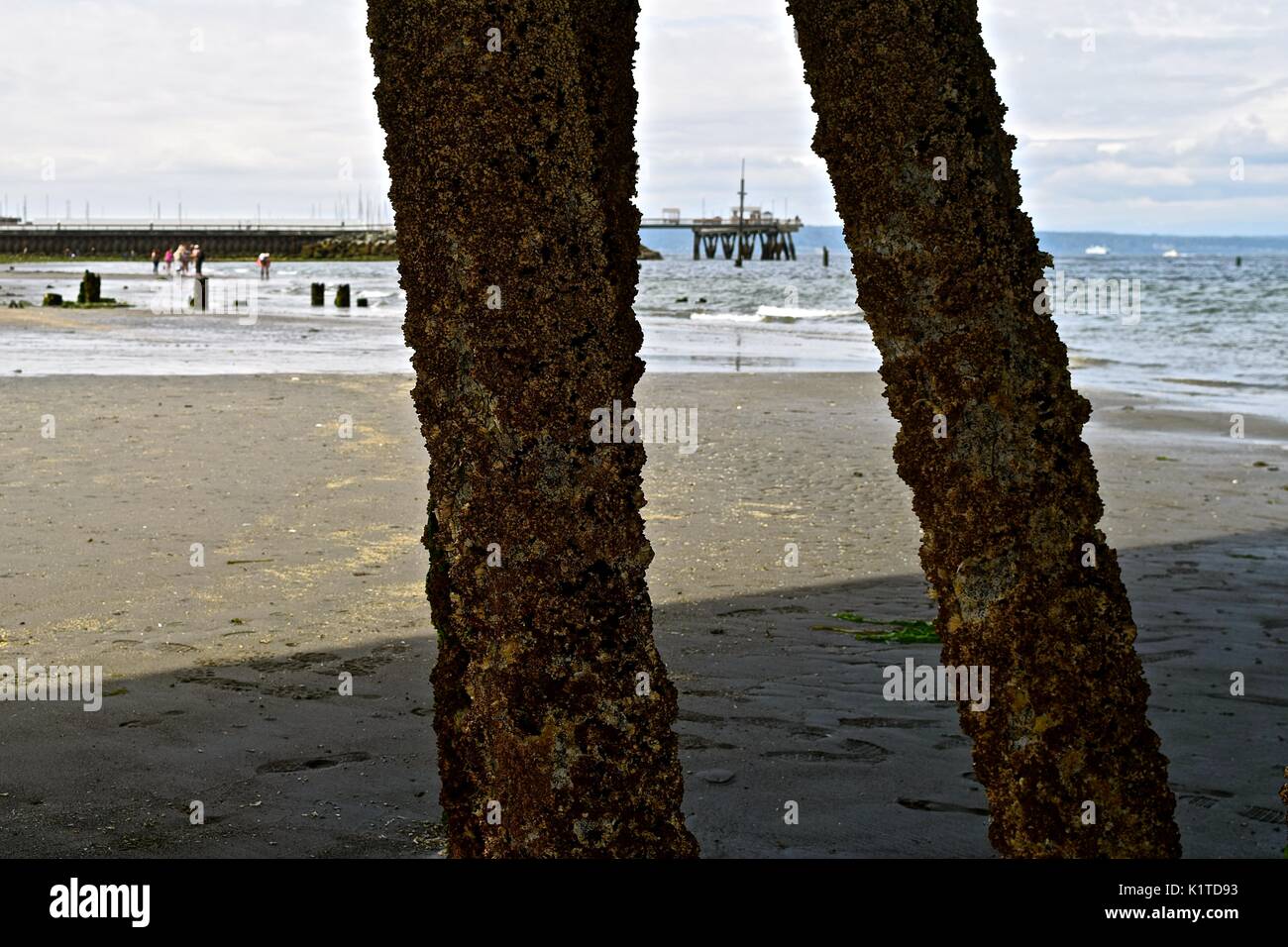 Low Tide On Puget Sound In Washington State Allows Access