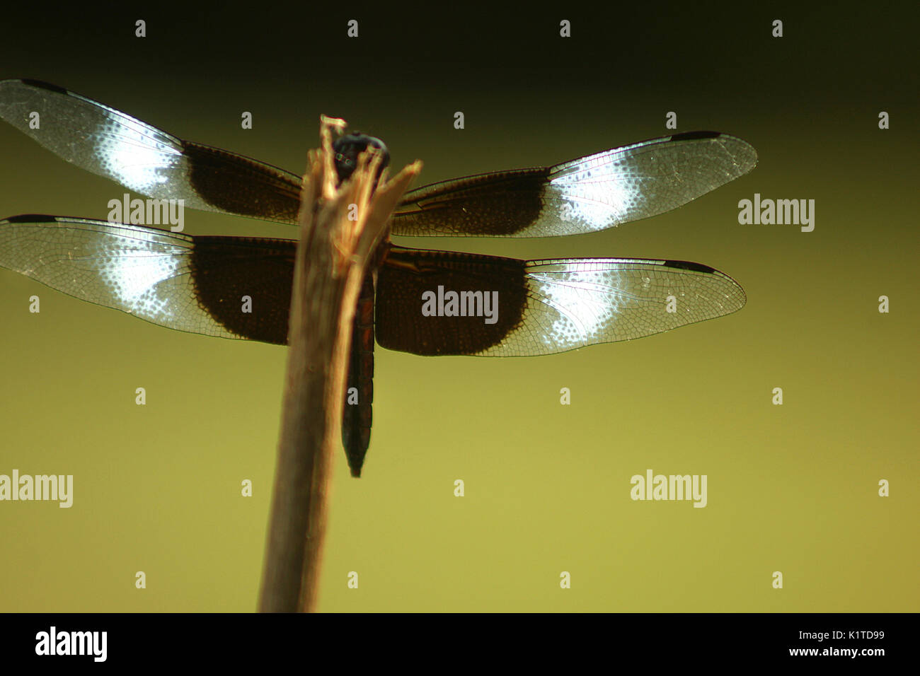 Large dragonfly with white and black wings in resting position Stock Photo