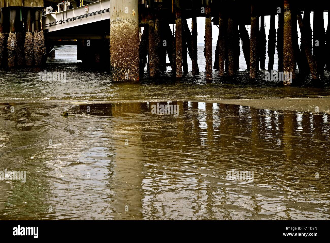 Low Tide On Puget Sound In Washington State Allows Access