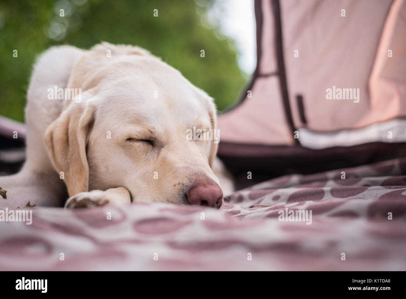 Purebreed Labrador retriever asleep inside the tent on a Summer's camping trip Stock Photo