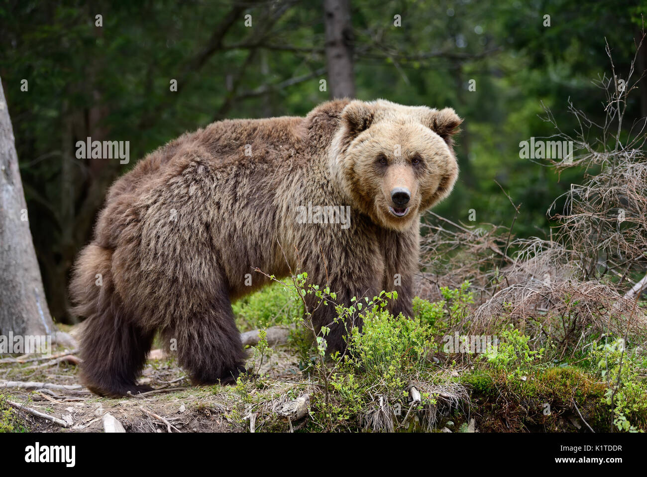 Big brown bear in the forest in the summer Stock Photo - Alamy