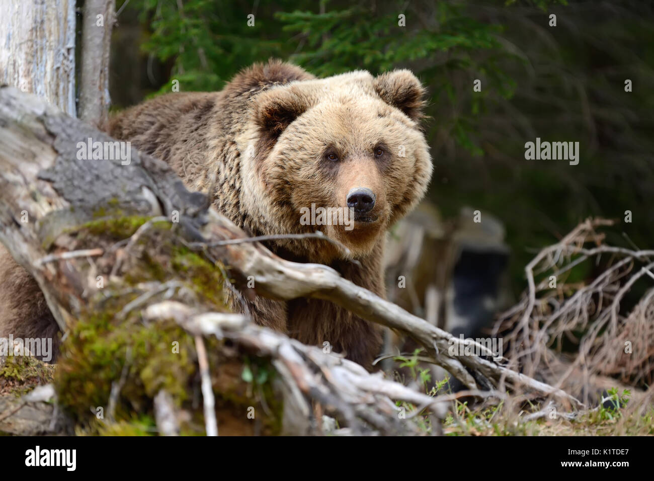 Big brown bear in the forest in the summer Stock Photo - Alamy