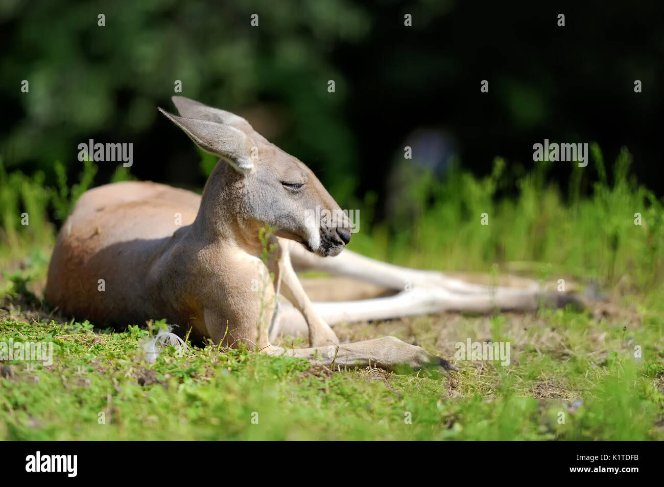 Kangaroo baby jump hires stock photography and images Alamy