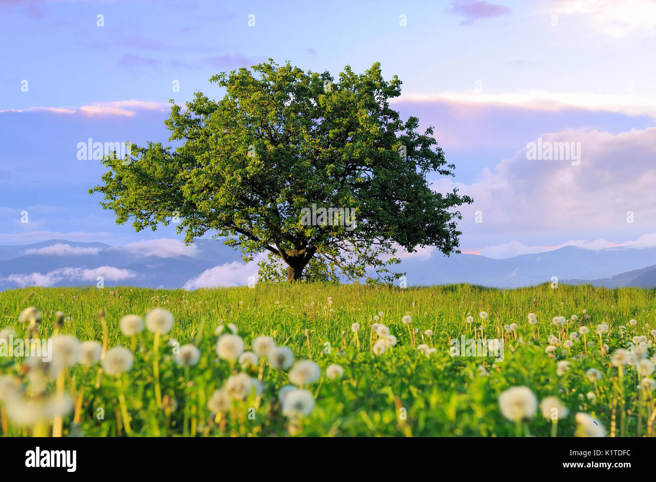 Beautiful summer landscape one tree hi-res stock photography and images ...