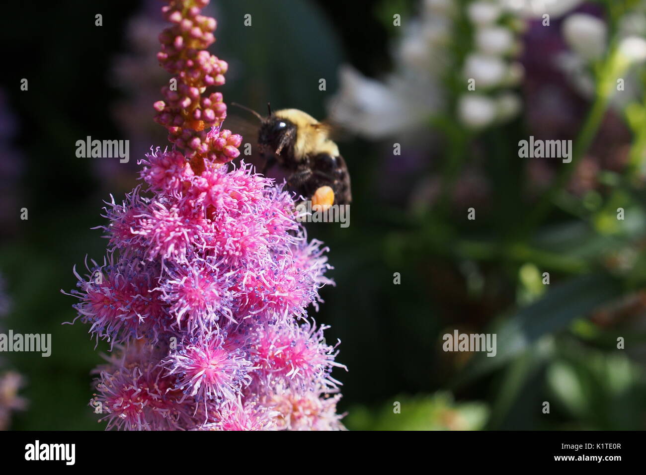A bumble bee collects nectar from a pink astilbe in a Glebe garden, Ottawa, Ontario, Canada. Stock Photo