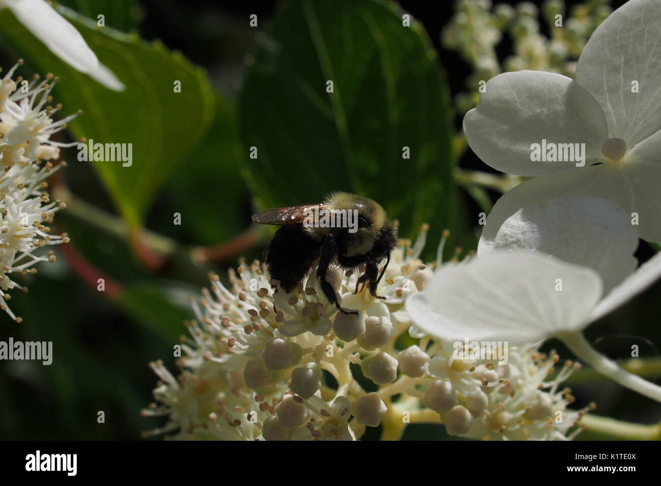 A honey bee (Apis mellifera) collects nectar from a white hydrangea (Hydrangea arborescens) in a Glebe garden, Ottawa, Ontario, Canada. Stock Photo