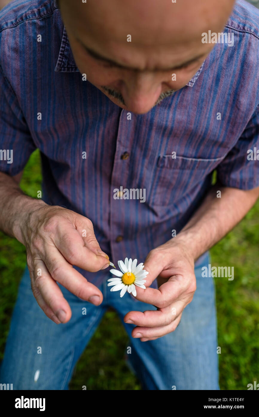The man guesses on a chamomile on nature in summer. Stock Photo