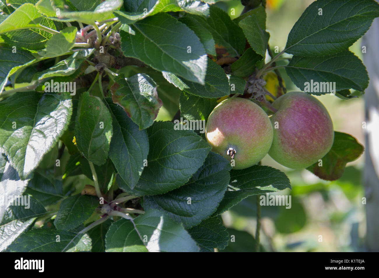 Cox apples Stock Photo