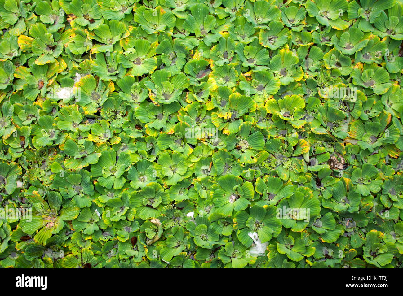 Water hyacinth leaves floating over the lake Stock Photo