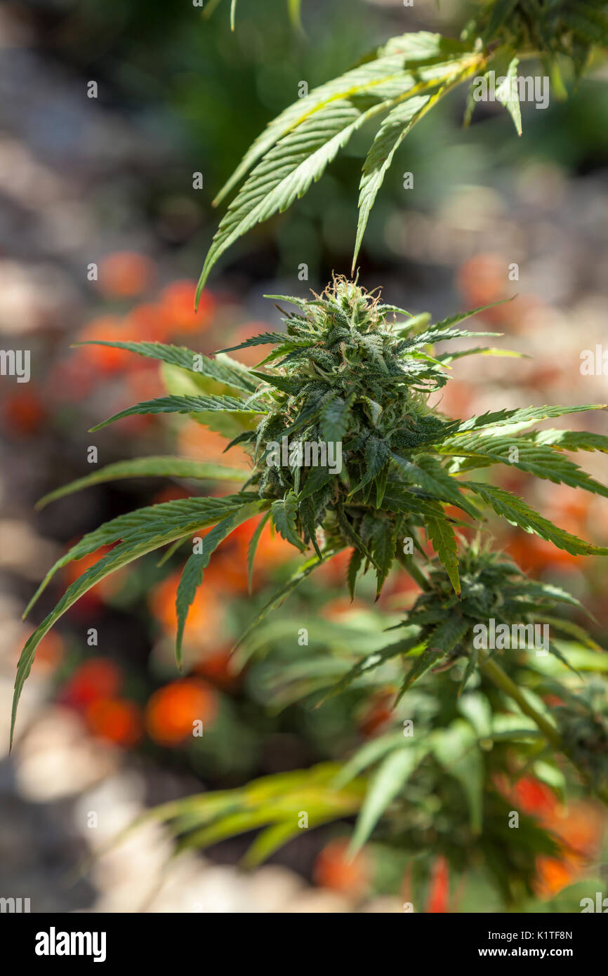 Sativa marijuana buds at its mature peak, California, USA Stock Photo
