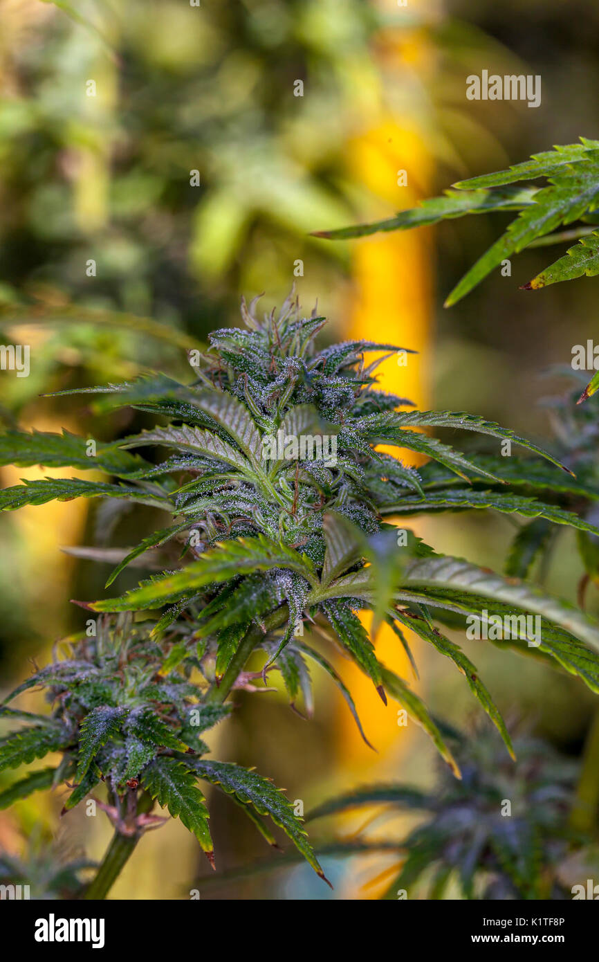 Marijuana buds (Sativa), California, USA Stock Photo