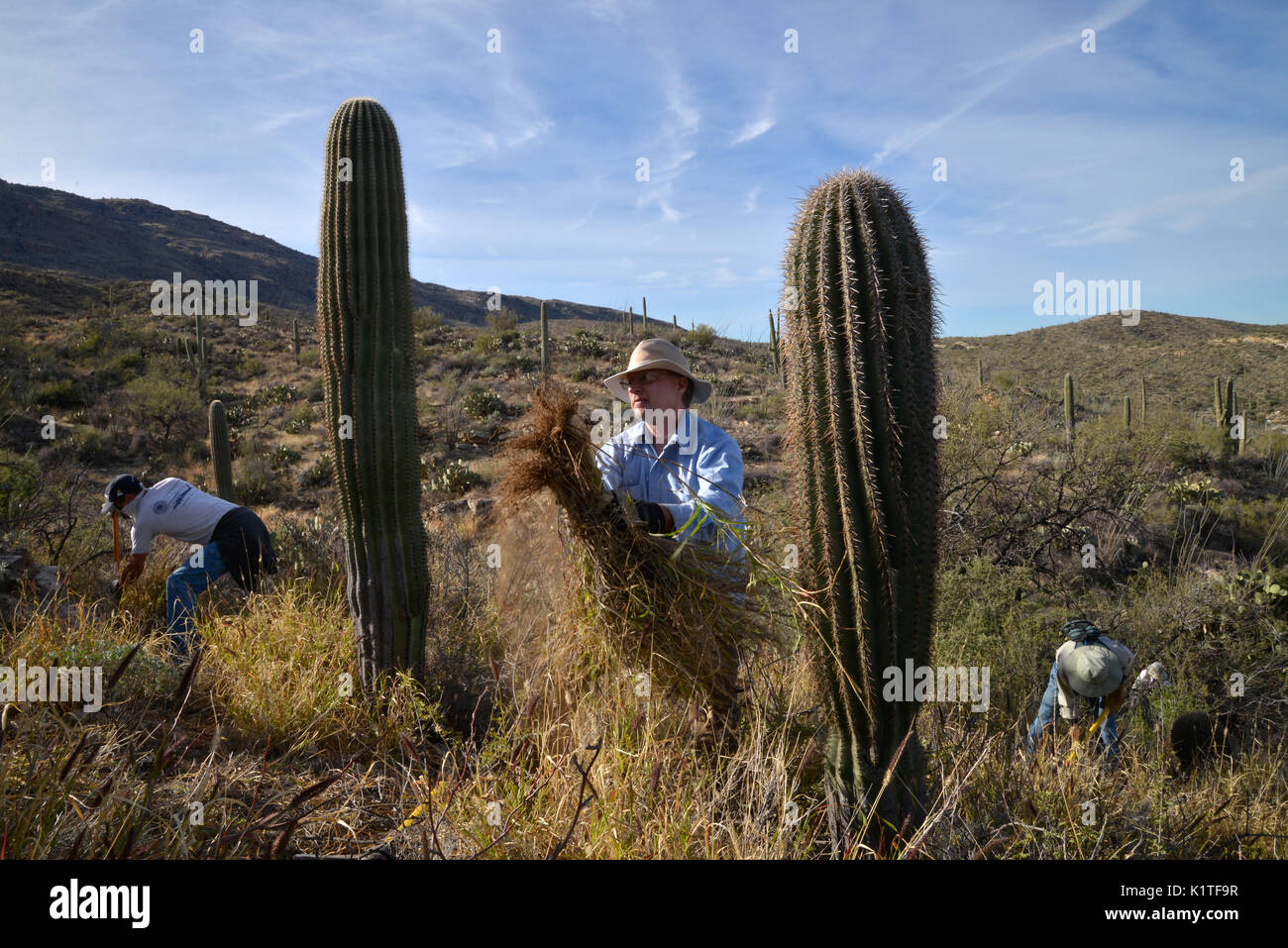 Remove invasive species hi-res stock photography and images - Alamy