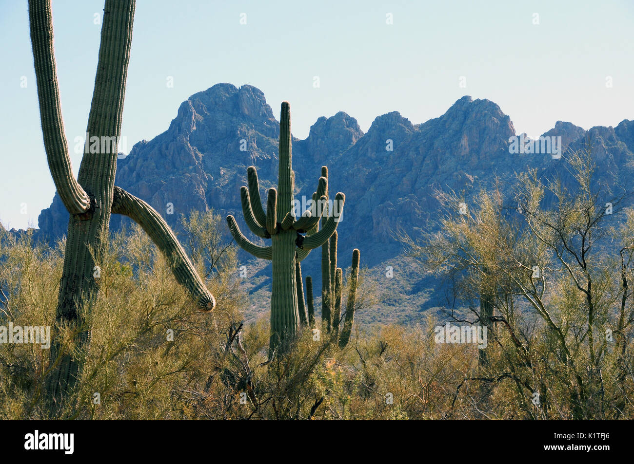 Ironwood Forest National Monument, Sonoran Desert, Eloy, Arizona, USA