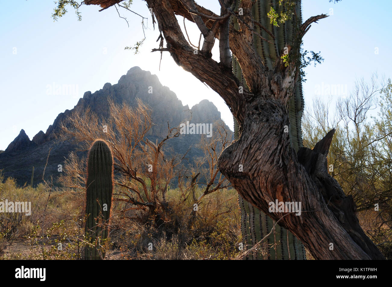Ironwood forest national monument monuments forests tree trees saguaro