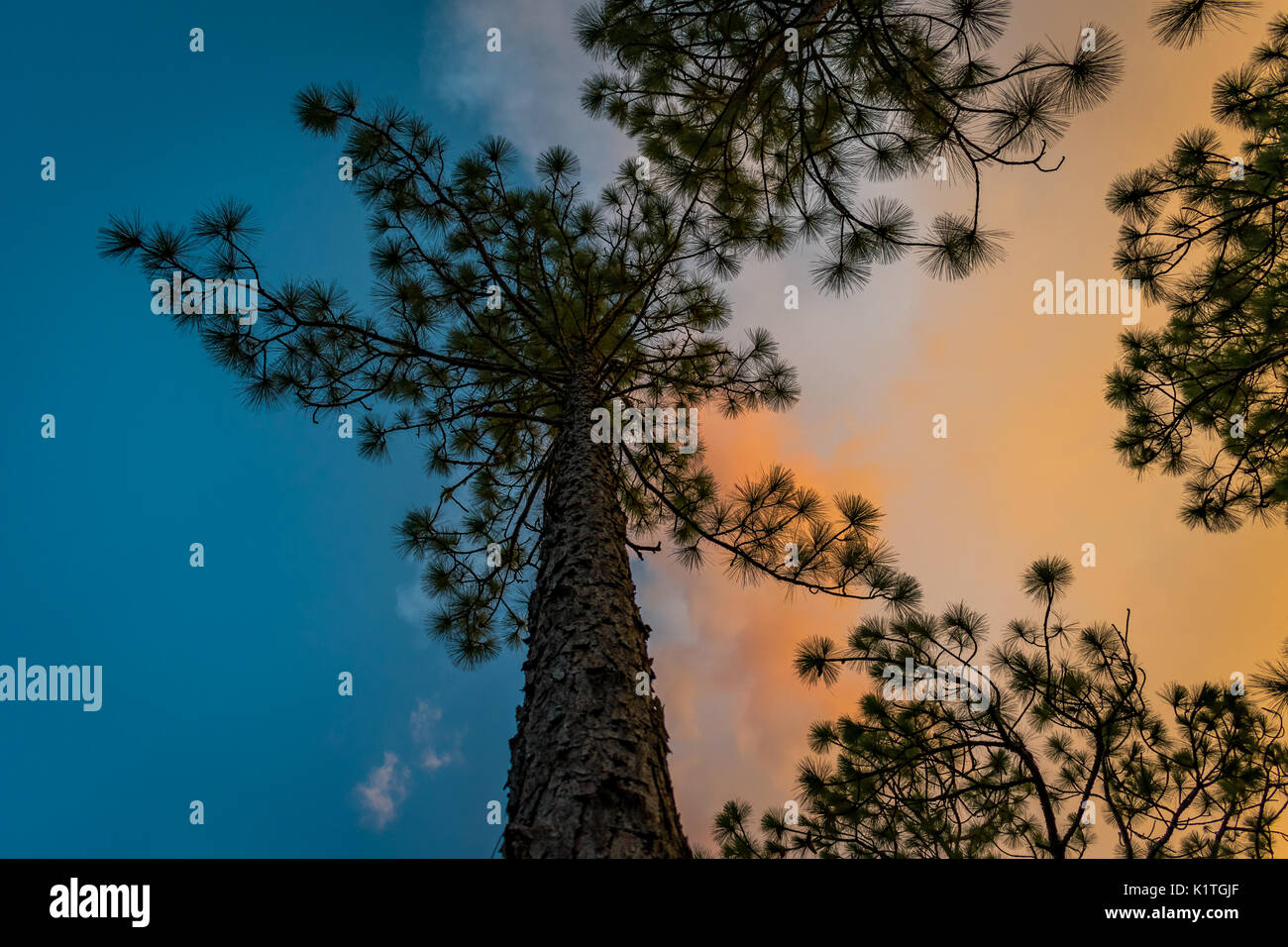 Looking up at a pine tree with a a colorful background of blue sky and ...