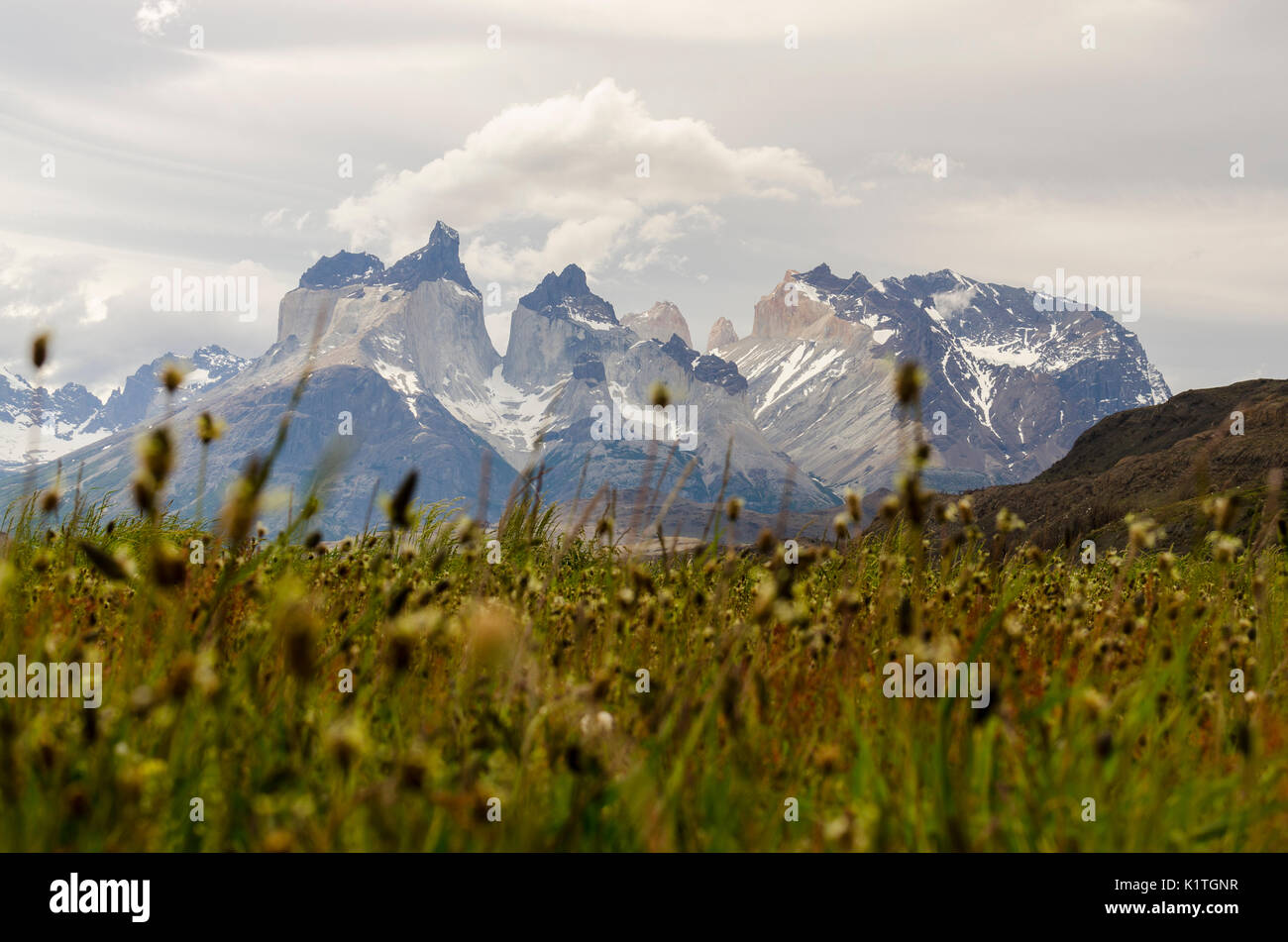 Torres del Paine National park, Patagonia, Chile. Primavera en Parque Nacional Torres del Paine en Chile. Región de Magallanes. Stock Photo