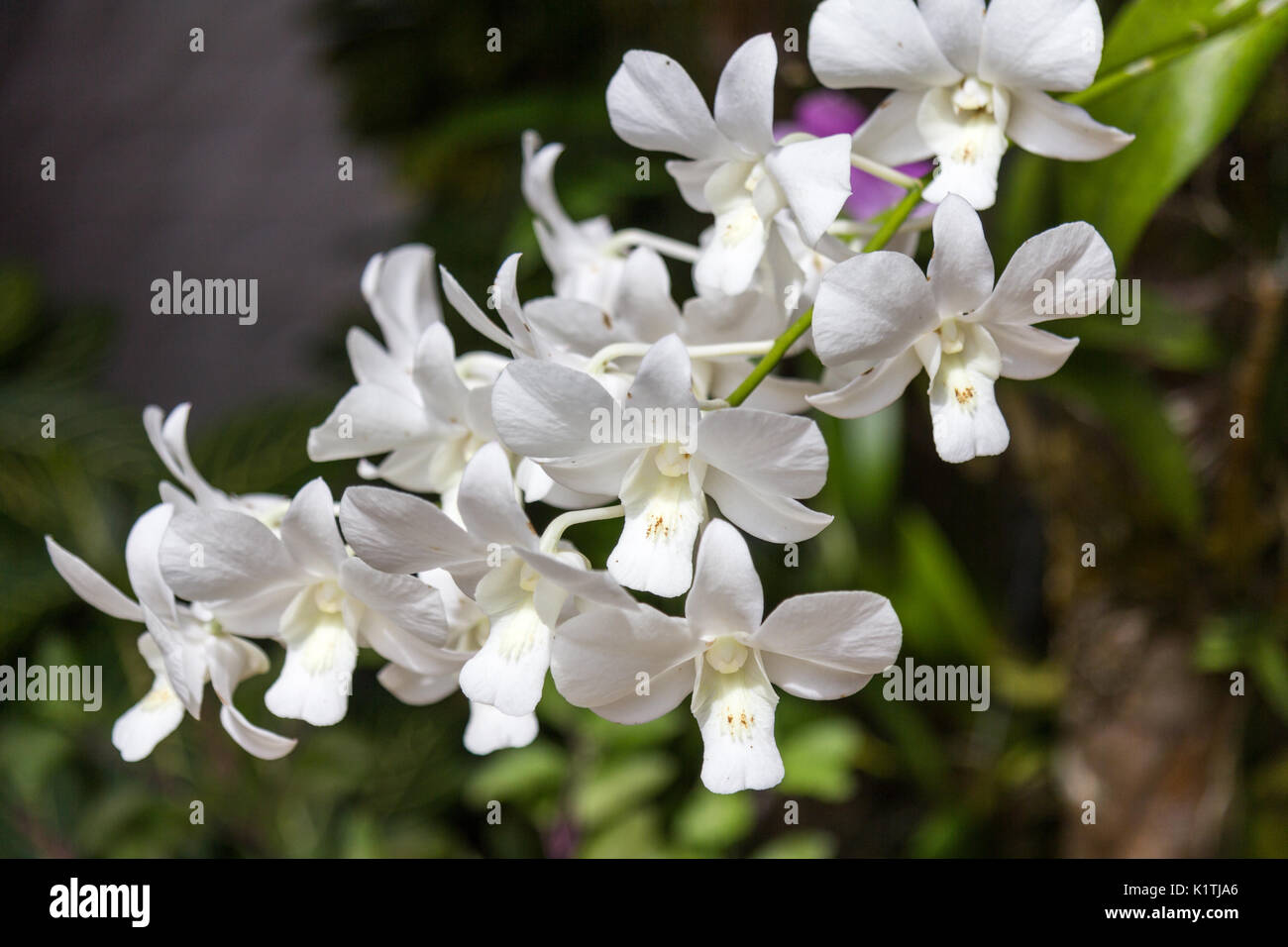 White orchid (Orchidaceae) Stock Photo