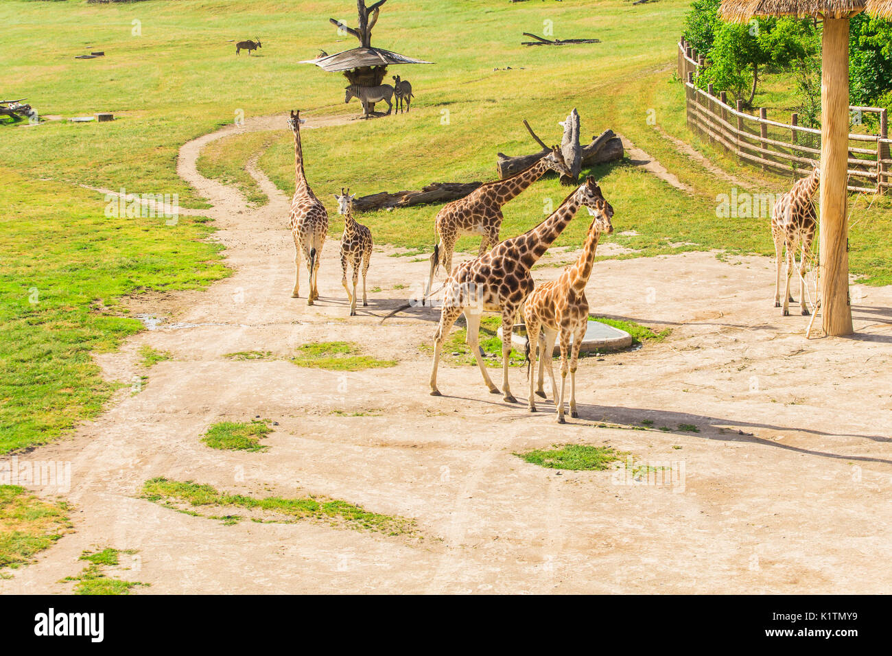 Portrait masai giraffes eating hi-res stock photography and images - Alamy