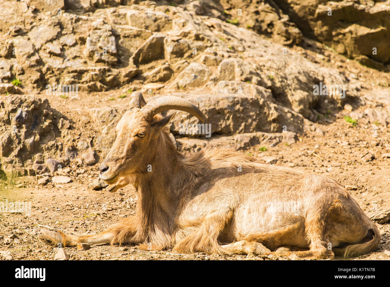Wild goat in nature. Goat at the zoo Stock Photo - Alamy