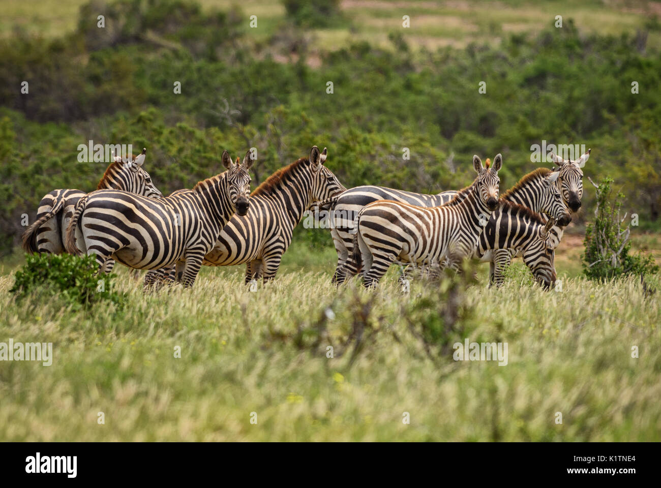 Plains Zebra Equus quagga, Tsavo East, Kenya Stock Photo Alamy