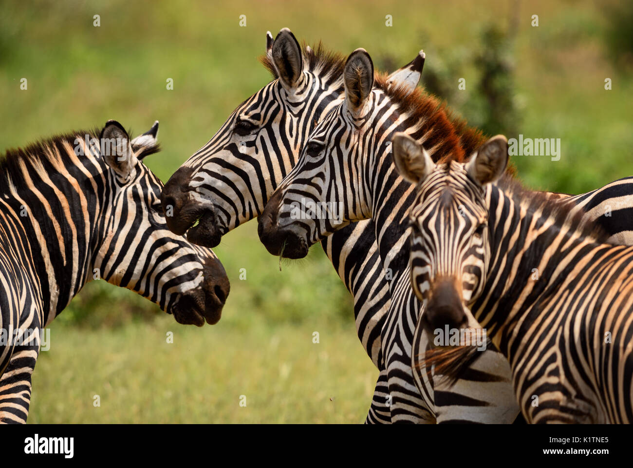 Plains Zebra Equus quagga, Tsavo East, Kenya Stock Photo Alamy