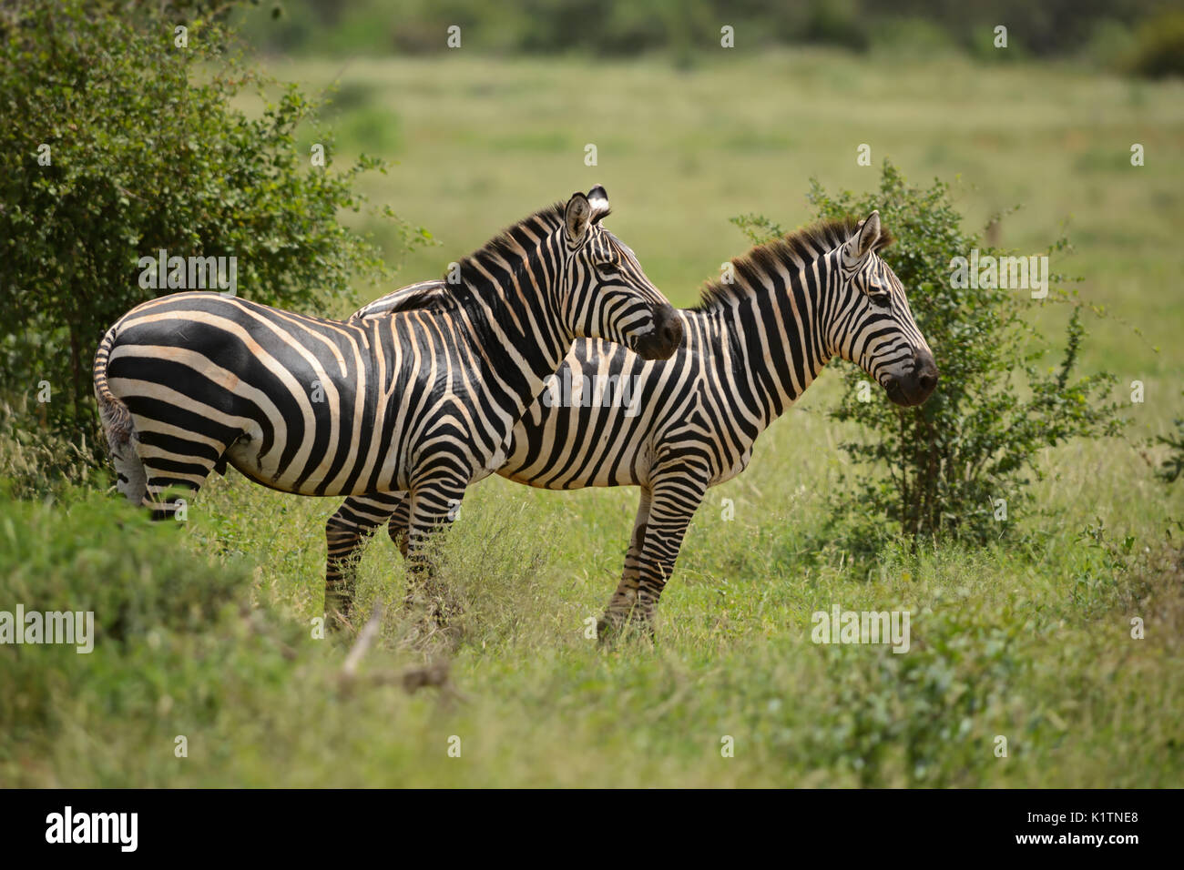 Plains Zebra - Equus quagga, Tsavo East, Kenya Stock Photo