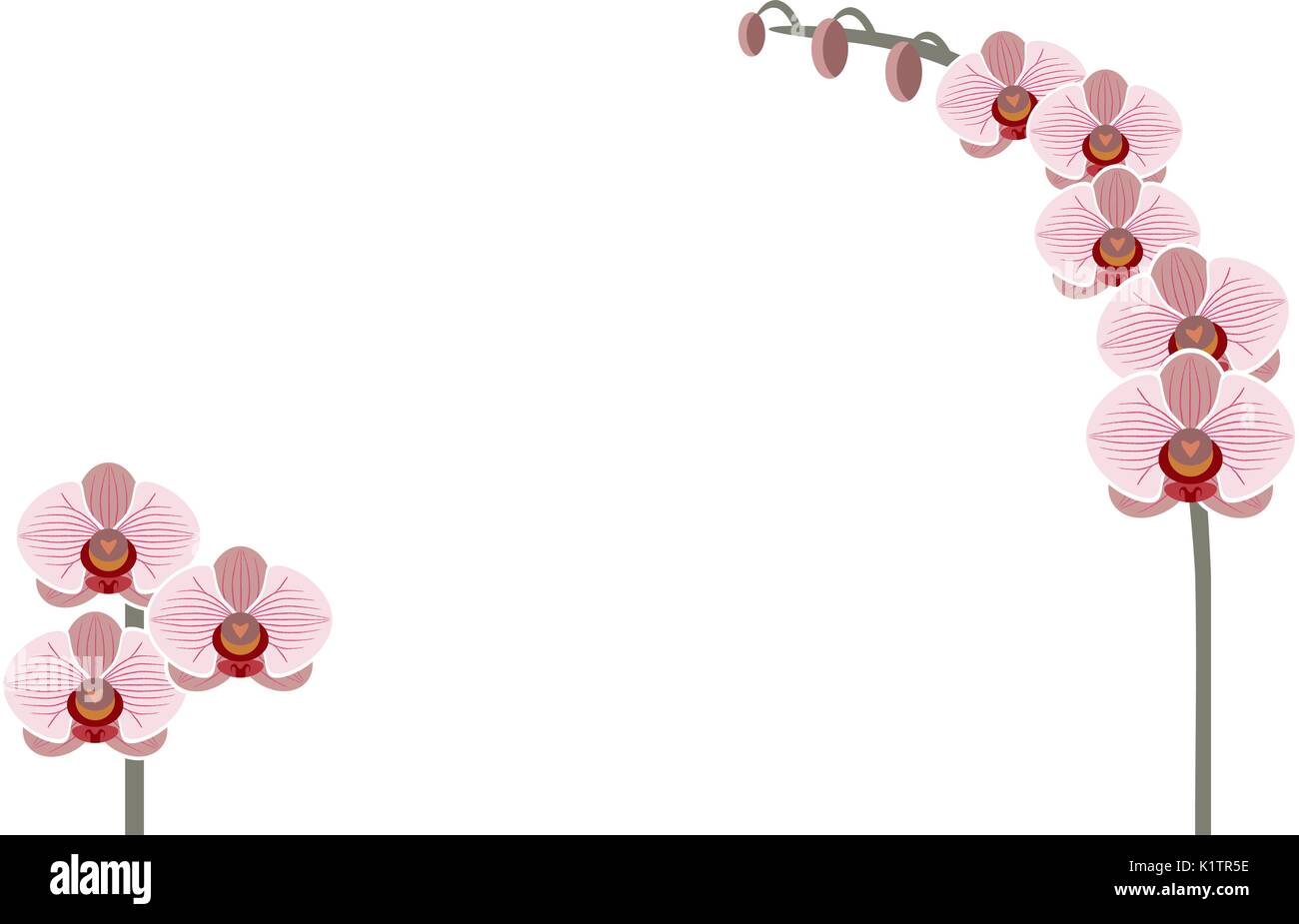 Wallpaper pink orchid flowers, vector Stock Vector Image & Art - Alamy