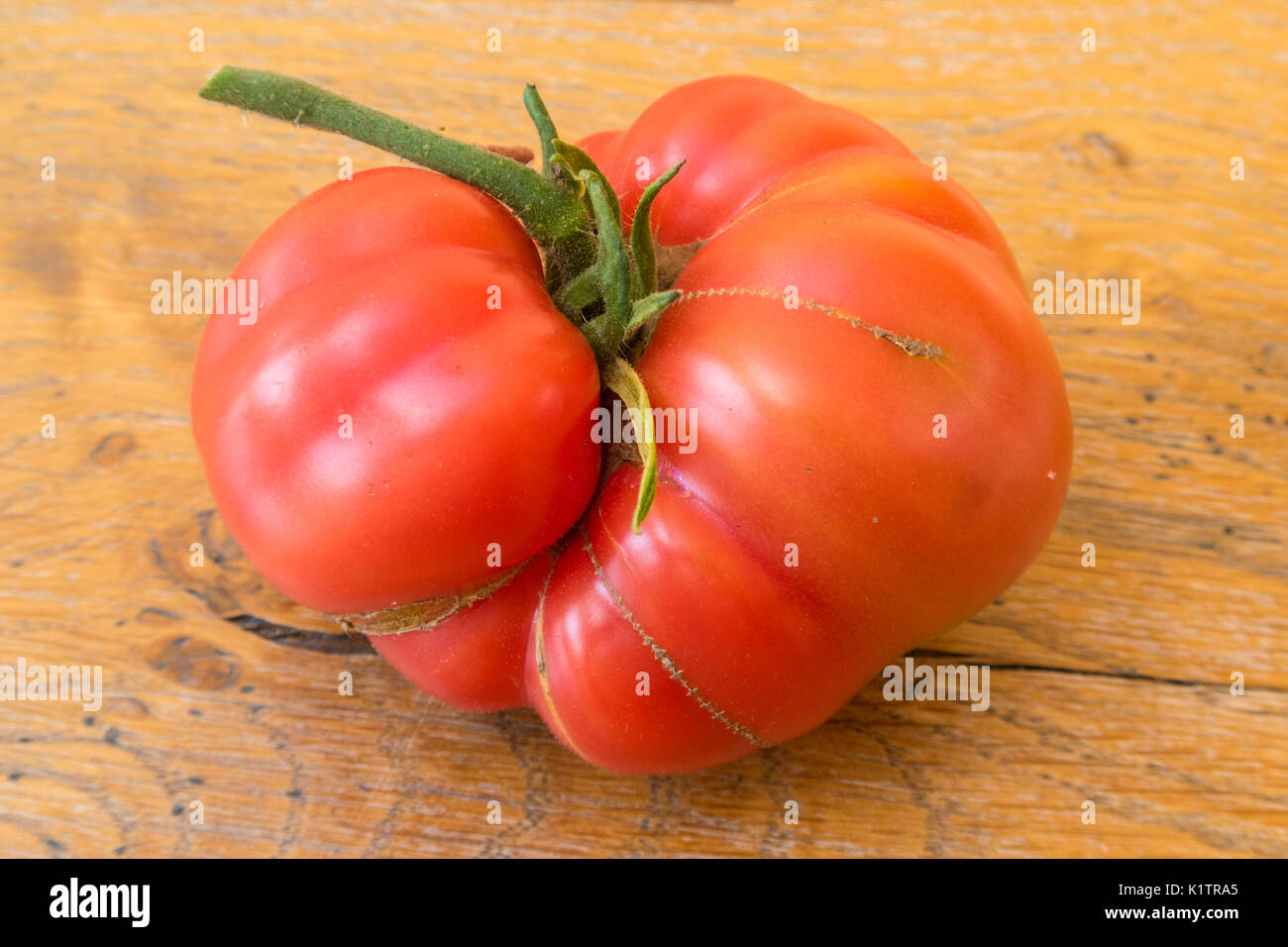 A large beef tomato,Heritage Brandy Wine, growing into an awkward folded shape Stock Photo
