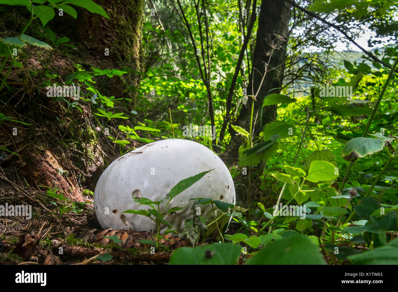 Giant puffball (Calvatia gigantea / Langermannia gigantea) on the forest floor in late summer Stock Photo