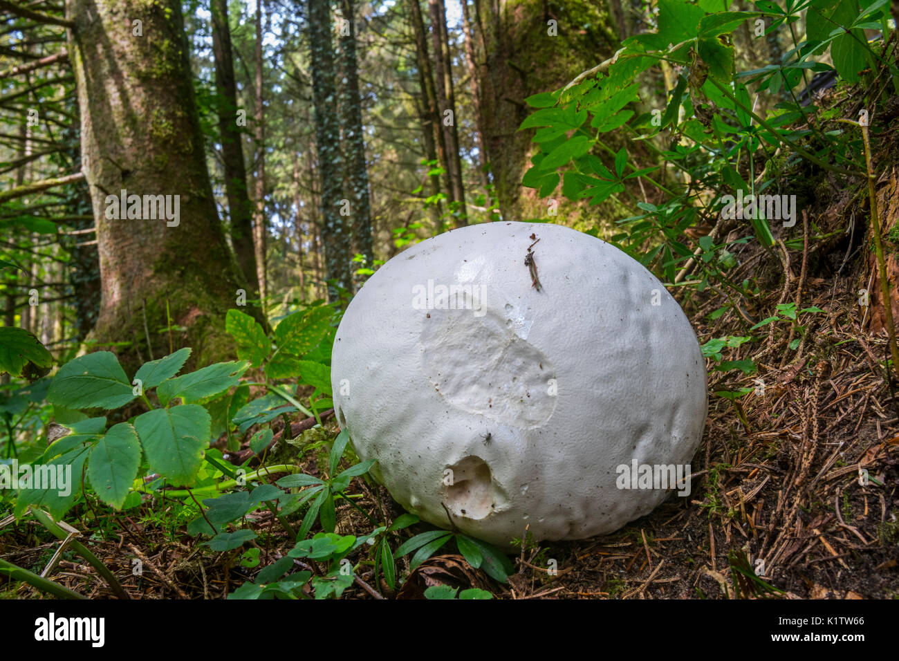Giant puffball (Calvatia gigantea / Langermannia gigantea) on the forest floor in late summer Stock Photo